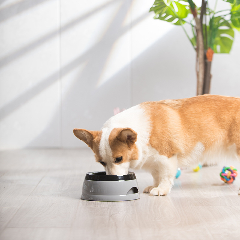 Miski dla psów, pływające, nie – Travel Accessories Dog recenzja i cena